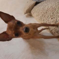 Подробнее об объявлении «Пропала собака 27. 07, той-терьер девочка Анапа» Фото: пропала собака Русский той-терьер «Пропала собака 27. 07, той-терьер девочка Анапа» в г. Анапа