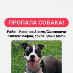 Подробнее об объявлении «Смолевичи Пропала собака» Фото: пропала собака Американский стаффордширский терьер «Смолевичи Пропала собака» в г. Смолевичи