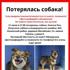 Подробнее об объявлении «Пропала собака кобель Домодедово» Фото: пропала собака  «Пропала собака кобель Домодедово» в г. Домодедово