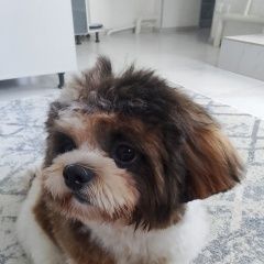 Подробнее об объявлении «Пропала собака кобель Саки» Фото: пропала собака  «Пропала собака кобель Саки» в г. Саки