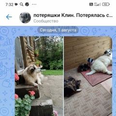 Подробнее об объявлении «Пропала собака Клин» Фото: пропала собака  «Пропала собака Клин» в г. Клин