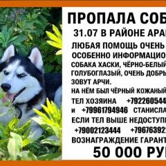 Подробнее об объявлении «Пропала собака кобель. в районе арамиля Арамиль» Фото: пропала собака  «Пропала собака кобель. в районе арамиля Арамиль» в г. Арамиль