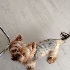 Подробнее об объявлении «Пропала собака кобель йоркширский терьер Екатеринбург» Фото: пропала собака Йоркширский терьер «Пропала собака кобель йоркширский терьер...» в г. Екатеринбург