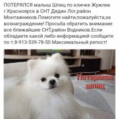Подробнее об объявлении «Пропала собака кобель шпиц Красноярск» Фото: пропала собака Померанский шпиц «Пропала собака кобель шпиц Красноярск» в г. Красноярск