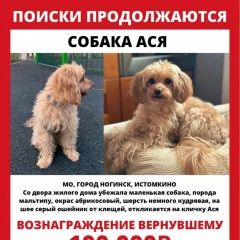 Подробнее об объявлении «Ногинск Пропала собака мальтипу» Фото: пропала собака  «Ногинск Пропала собака мальтипу» в г. Ногинск
