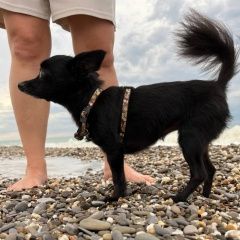 Подробнее об объявлении «Пропала собака, прибой. Саки» Фото: пропала собака  «Пропала собака, прибой. Саки» в г. Саки