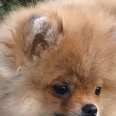 Подробнее об объявлении «Псков Пропала собака кобель шпиц в деревне логозовичи» Фото: пропала собака Немецкий шпиц «Псков Пропала собака кобель шпиц в деревне...» в г. Псков