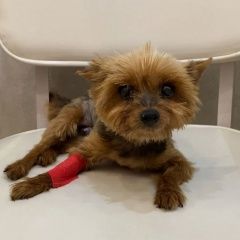 Подробнее об объявлении «Пропала собака йоркширский терьер Москва» Фото: пропала собака Йоркширский терьер «Пропала собака йоркширский терьер Москва» в г. Москва