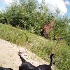 Подробнее об объявлении «Пропала собака кобель Волгоград» Фото: пропала собака  «Пропала собака кобель Волгоград» в г. Волгоград