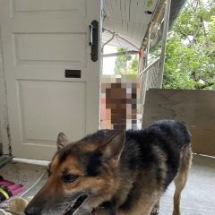 Подробнее об объявлении «Лазаревское Пропала собака кобель метис овчарки» Фото: пропала собака Немецкая овчарка «Лазаревское Пропала собака кобель метис овчарки» в г. Лазаревское