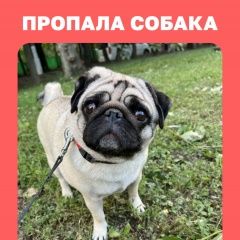 Подробнее об объявлении «Внуково Пропала собака» Фото: пропала собака Мопс «Внуково Пропала собака» в г. Внуково