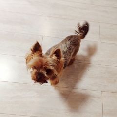 Подробнее об объявлении «Пропала собака кобель Екатеринбург» Фото: пропала собака Йоркширский терьер «Пропала собака кобель Екатеринбург» в г. Екатеринбург