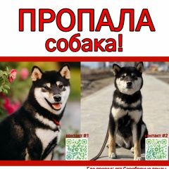 Подробнее об объявлении «Серебряные Пруды Пропала собака кобель сиба-ину» Фото: пропала собака  «Серебряные Пруды Пропала собака кобель сиба-ину» в г. Серебряные Пруды