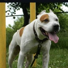 Подробнее об объявлении «Пропала собака кобель потерялась собака (район лесной Кемерово» Фото: пропала собака  «Пропала собака кобель потерялась собака (район...» в г. Кемерово