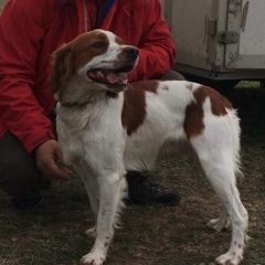 Подробнее об объявлении «Пропала собака помогите найти нашу собаку … Анапа» Фото: пропала собака  «Пропала собака помогите найти нашу собаку … Анапа» в г. Анапа