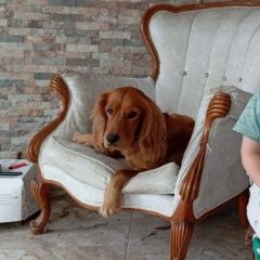 Подробнее об объявлении «Батуми Пропала собака кобель» Фото: пропала собака Английский кокер-спаниель «Батуми Пропала собака кобель» в г. Батуми