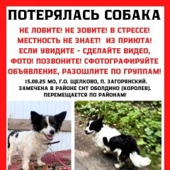Подробнее об объявлении «Щелково Пропала собака нужна помощь» Фото: пропала собака  «Щелково Пропала собака нужна помощь» в г. Щелково