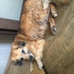 Подробнее об объявлении «Пропала собака 20. 08 Москва» Фото: пропала собака  «Пропала собака 20. 08 Москва» в г. Москва