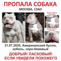 Подробнее об объявлении «Пропала собака кобель Москва» Фото: пропала собака Американский бульдог «Пропала собака кобель Москва» в г. Москва