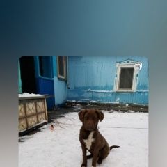 Подробнее об объявлении «Коркино Пропала собака» Фото: пропала собака  «Коркино Пропала собака» в г. Коркино