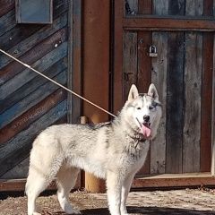 Подробнее об объявлении «Новочебоксарск Пропала собака кобель» Фото: пропала собака  «Новочебоксарск Пропала собака кобель» в г. Новочебоксарск