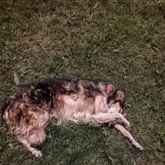 Подробнее об объявлении «Пропала собака Москва» Фото: пропала собака Русская псовая борзая «Пропала собака Москва» в г. Москва