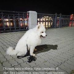 Подробнее об объявлении «Благовещенск (Амурская обл.) Пропала собака 23 августа убежала» Фото: пропала собака  «Благовещенск (Амурская обл.) Пропала собака 23...» в г. Благовещенск (Амурская обл.)