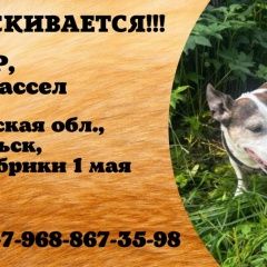 Подробнее об объявлении «Подольск Пропала собака кобель джек рассел терьер» Фото: пропала собака Джек рассел терьер «Подольск Пропала собака кобель джек рассел терьер» в г. Подольск
