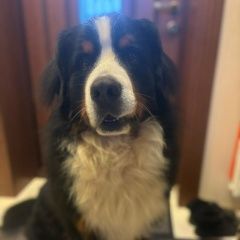 Подробнее об объявлении «Истра Пропала собака кобель» Фото: пропала собака Бернская пастушья собака «Истра Пропала собака кобель» в г. Истра