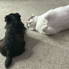 Подробнее об объявлении «Пропала собака микро-собака Дубна» Фото: пропала собака Пти-брабансон «Пропала собака микро-собака Дубна» в г. Дубна