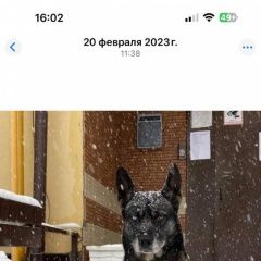 Подробнее об объявлении «Сочи Пропала собака кобель по кличке рекс» Фото: пропала собака  «Сочи Пропала собака кобель по кличке рекс» в г. Сочи