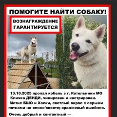 Подробнее об объявлении «Пропала собака кобель район котельники Москва» Фото: пропала собака  «Пропала собака кобель район котельники Москва» в г. Москва