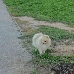 Подробнее об объявлении «Новочебоксарск Пропала собака кобель» Фото: пропала собака Немецкий шпиц «Новочебоксарск Пропала собака кобель» в г. Новочебоксарск