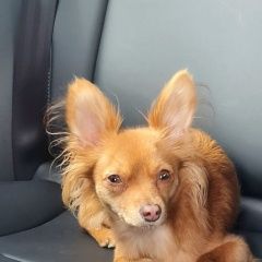 Подробнее об объявлении «Пропала собака найдись мой верный друг Краснодар» Фото: пропала собака Русский той-терьер «Пропала собака найдись мой верный друг Краснодар» в г. Краснодар