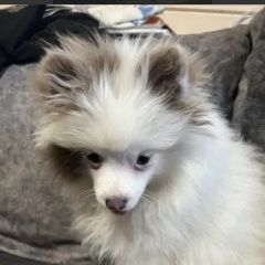 Подробнее об объявлении «Пропала собака Москва» Фото: пропала собака Померанский шпиц «Пропала собака Москва» в г. Москва