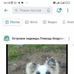 Подробнее об объявлении «Чита Пропала собака кобель в районе п. смоленка» Фото: пропала собака  «Чита Пропала собака кобель в районе п. смоленка» в г. Чита