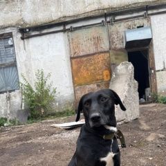 Подробнее об объявлении «Пропала собака кобель помогите найти Симферополь» Фото: пропала собака  «Пропала собака кобель помогите найти Симферополь» в г. Симферополь