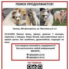 Подробнее об объявлении «Пропала собака девочка шпиц Троицк» Фото: пропала собака Померанский шпиц «Пропала собака девочка шпиц Троицк» в г. Троицк