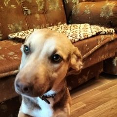 Подробнее об объявлении «Орел Пропала собака пожалуйста, если есть какая-либо информа» Фото: пропала собака  «Орел Пропала собака пожалуйста, если есть...» в г. Орел