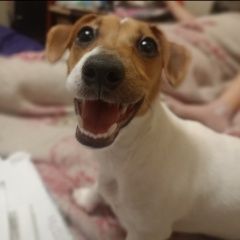 Подробнее об объявлении «Хоста Пропала собака» Фото: пропала собака Джек рассел терьер «Хоста Пропала собака» в г. Хоста