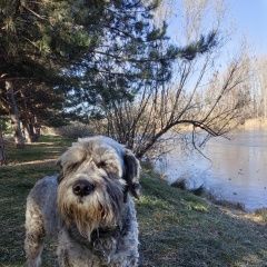 Подробнее об объявлении «Абакан Хакасия Пропала собака» Фото: пропала собака  «Абакан Хакасия Пропала собака» в г. Абакан Хакасия