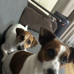 Подробнее об объявлении «Ковров Пропала собака 2 собаки» Фото: пропала собака  «Ковров Пропала собака 2 собаки» в г. Ковров