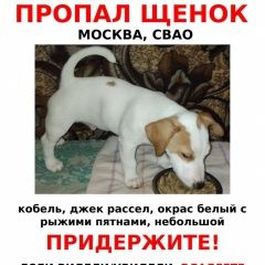 Подробнее об объявлении «Москва Пропала собака кобель ищем щенка. помогите» Фото: пропала собака Джек рассел терьер «Москва Пропала собака кобель ищем щенка. помогите» в г. Москва