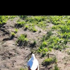 Подробнее об объявлении «Рыбинск Пропала собака кобель потерялься» Фото: пропала собака Джек рассел терьер «Рыбинск Пропала собака кобель потерялься» в г. Рыбинск