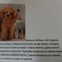 Подробнее об объявлении «Домодедово Пропала собака кобель той-пудель» Фото: пропала собака Пудель «Домодедово Пропала собака кобель той-пудель» в г. Домодедово