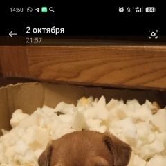 Подробнее об объявлении «Кировский Приморский край Пропала собака кобель помогите пожалуйста найти собачку» Фото: пропала собака  «Кировский Приморский край Пропала собака кобель...» в г. Кировский Приморский край
