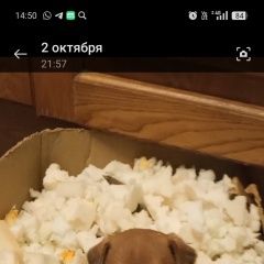 Подробнее об объявлении «Киров (Кировская обл.) Пропала собака кобель помогите пожалуйста найти собачку» Фото: пропала собака  «Киров (Кировская обл.) Пропала собака кобель...» в г. Киров (Кировская обл.)
