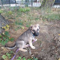 :     ()   , ...  .  ()