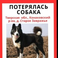 Подробнее об объявлении «Конаково Пропала собака кобель, завражье» Фото: пропала собака Русско-европейская лайка «Конаково Пропала собака кобель, завражье» в г. Конаково