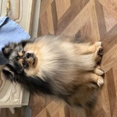 Подробнее об объявлении «Пропала собака кобель шпиц 29. 10 Калининград (Кенигсберг)» Фото: пропала собака Померанский шпиц «Пропала собака кобель шпиц 29. 10 Калининград...» в г. Калининград (Кенигсберг)